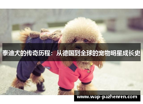 泰迪犬的传奇历程：从德国到全球的宠物明星成长史